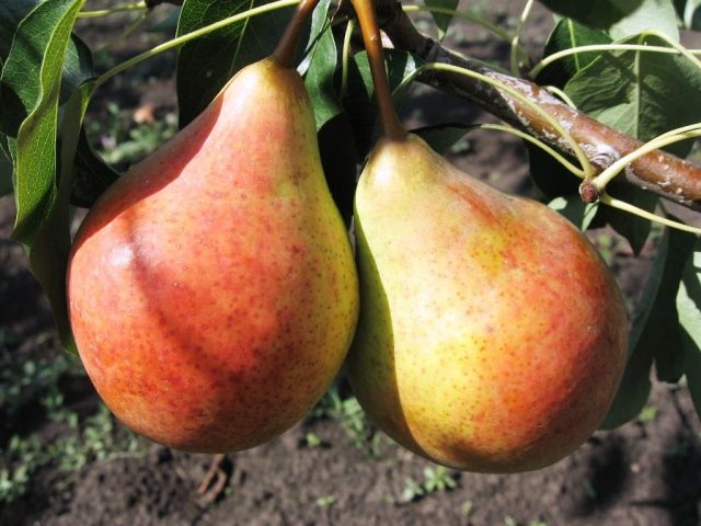 Bere pear varieties: Luca, , Krasnokutskaya, Gardi, Maria