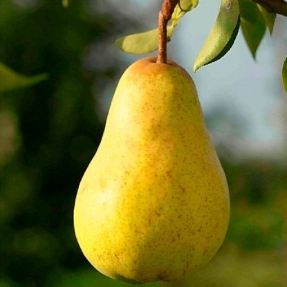 Bere pear varieties: Luca, , Krasnokutskaya, Gardi, Maria