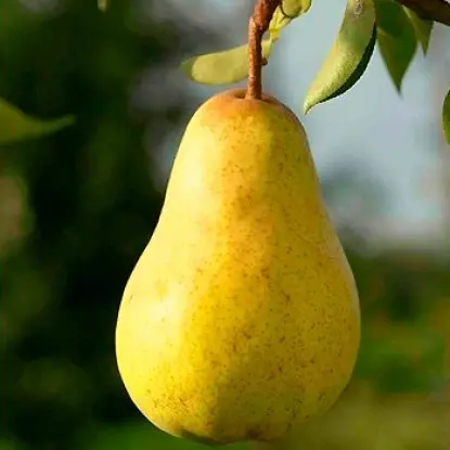 Bere pear varieties: Luca, , Krasnokutskaya, Gardi, Maria