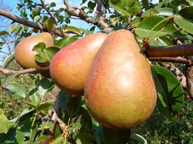 Bere pear varieties: Luca, , Krasnokutskaya, Gardi, Maria