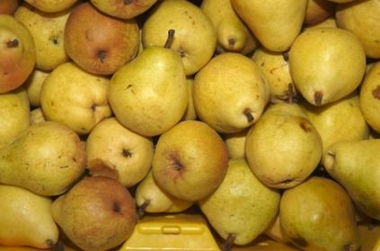 Bere pear varieties: Luca, , Krasnokutskaya, Gardi, Maria