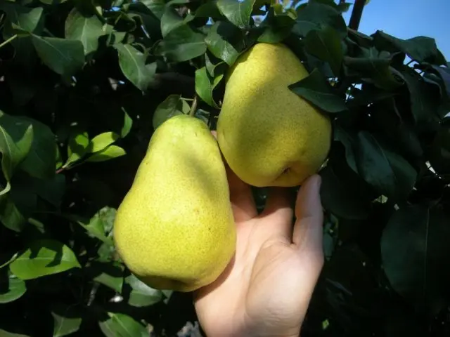 Bere pear varieties: Luca, , Krasnokutskaya, Gardi, Maria