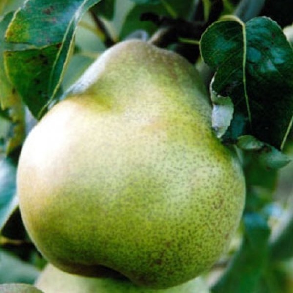 Bergamot pear variety description with photo