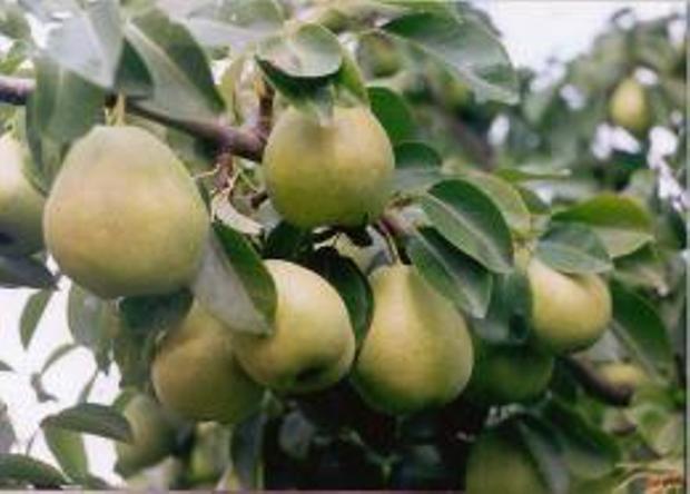 Bergamot pear variety description with photo