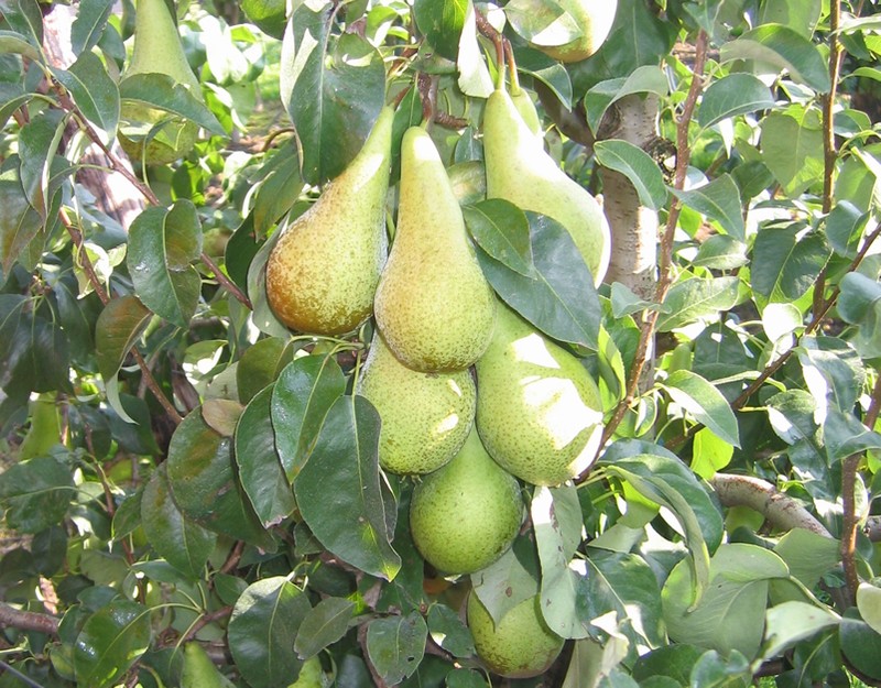 Bergamot pear variety description with photo