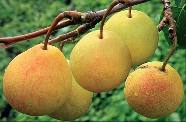 Bergamot pear variety description with photo