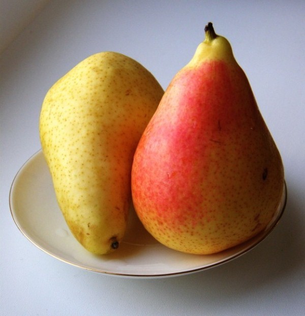 Bergamot pear variety description with photo