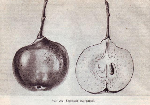 Bergamot pear variety description with photo