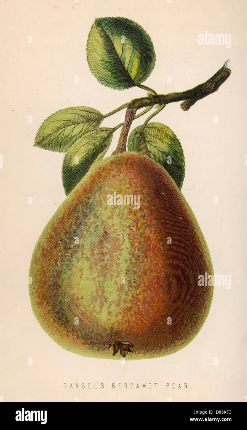 Bergamot pear variety description with photo