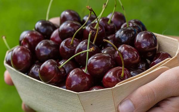 Besseys cherry care: description, features of agricultural technology, pollination, secrets of increasing productivity