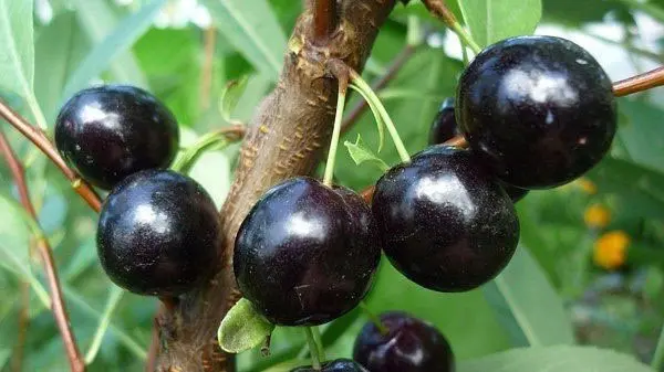 Besseys cherry care: description, features of agricultural technology, pollination, secrets of increasing productivity