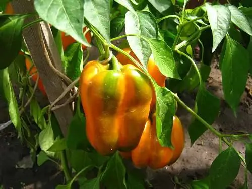 best pepper seeds