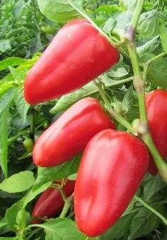 best pepper seeds