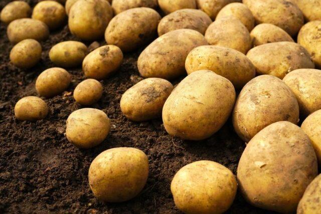 Best potato varieties for sandy soil