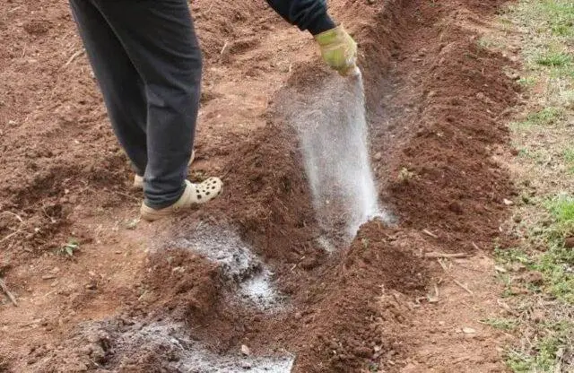 Best potato varieties for sandy soil