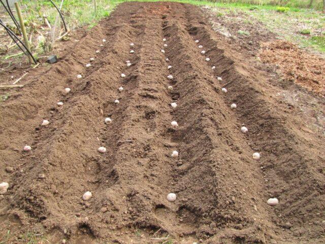 Best potato varieties for sandy soil