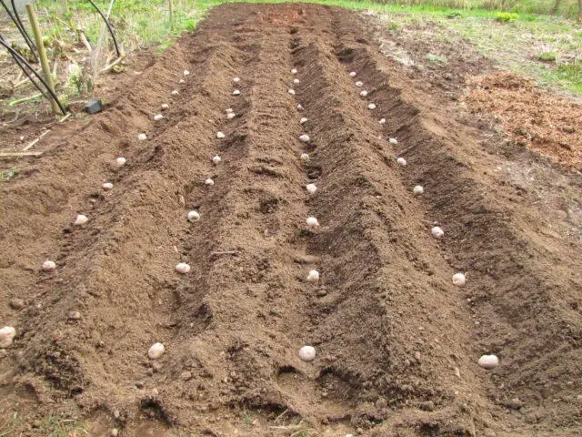 Best potato varieties for sandy soil