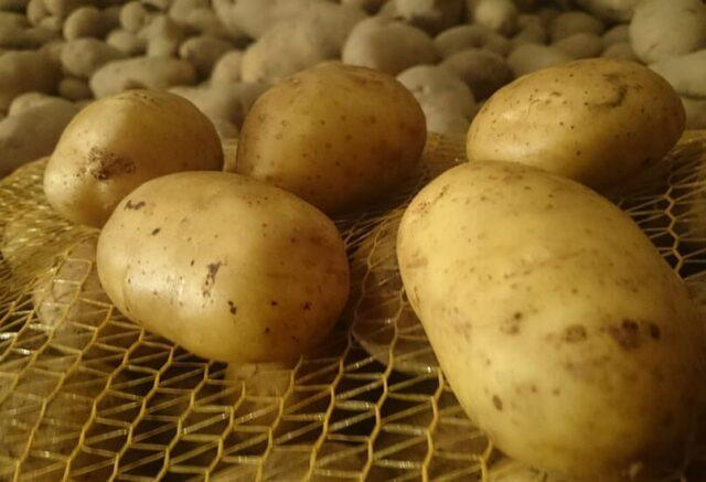 Best potato varieties for sandy soil