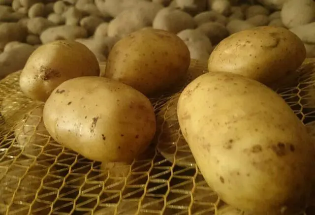 Best potato varieties for sandy soil