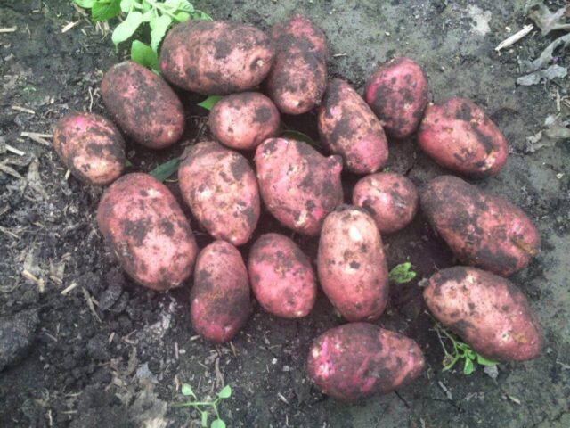 Best potato varieties for sandy soil