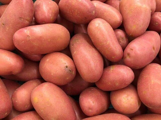 Best potato varieties for sandy soil