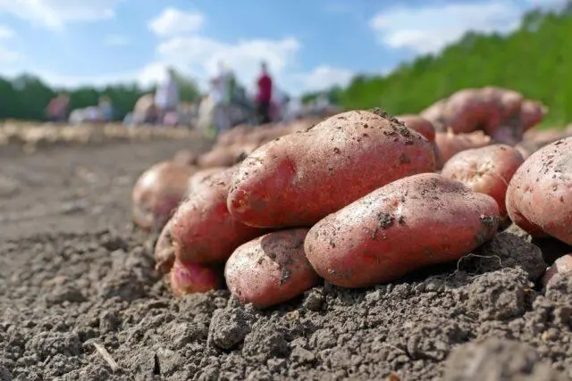 Best potato varieties for sandy soil