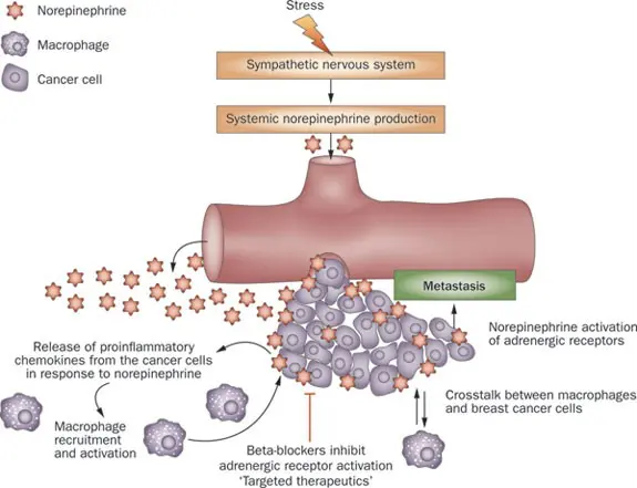 Beta-blockers against breast cancer