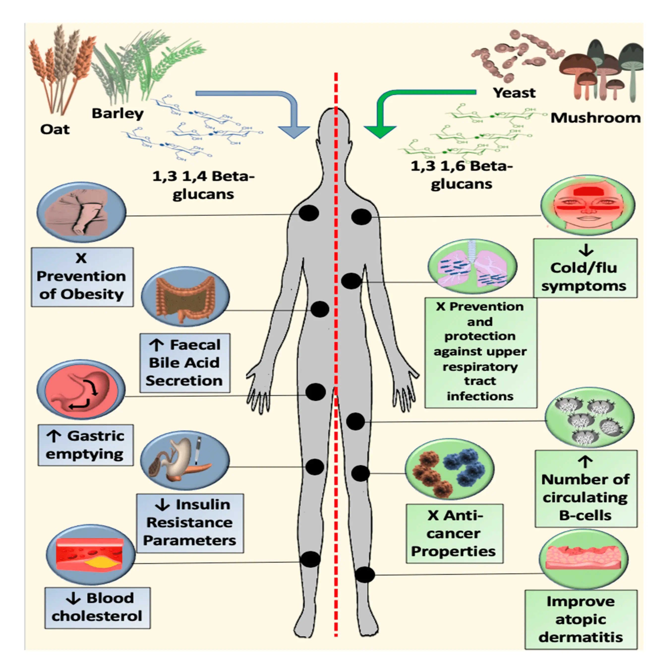 Beta-glucan &#8211; what it does, action, contraindications. How does it affect the body and for whom is it recommended?