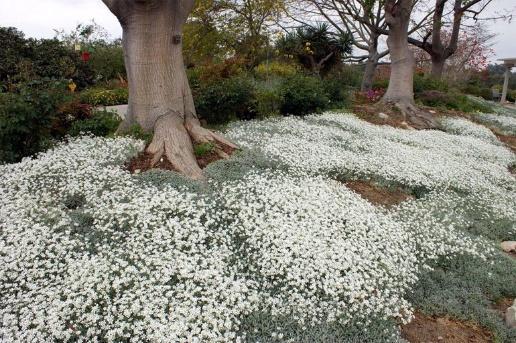 Biebersteins sapling: photo, description, growing from seeds