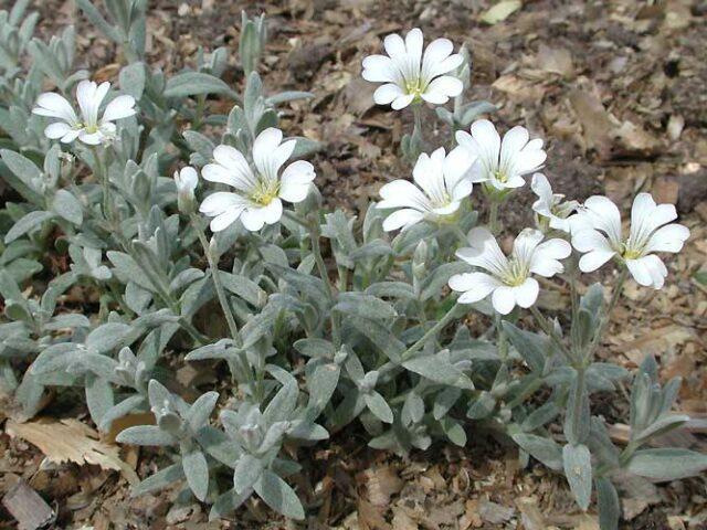 Biebersteins sapling: photo, description, growing from seeds