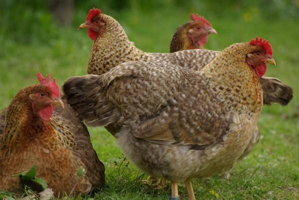 Bielefelder chicken breed: maintenance and care