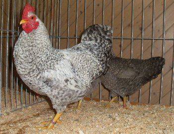 Bielefelder chicken breed: maintenance and care