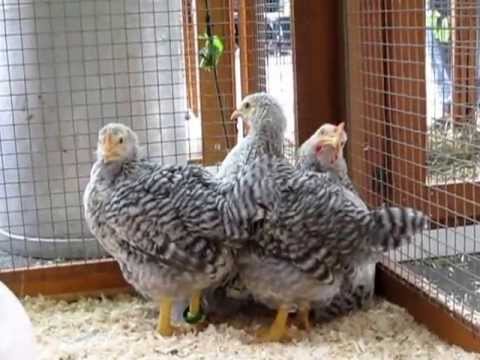 Bielefelder chicken breed: maintenance and care