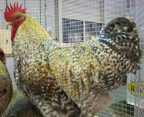 Bielefelder chicken breed: maintenance and care