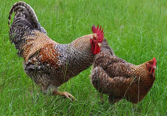 Bielefelder chicken breed: maintenance and care