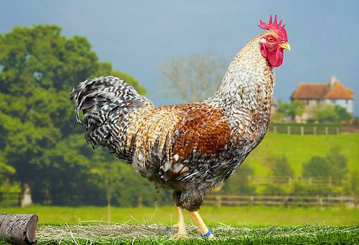 Bielefelder chicken breed: maintenance and care