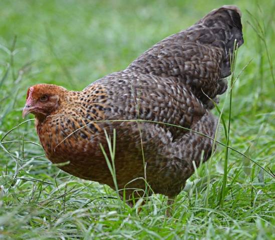 Bielefelder chicken breed: maintenance and care