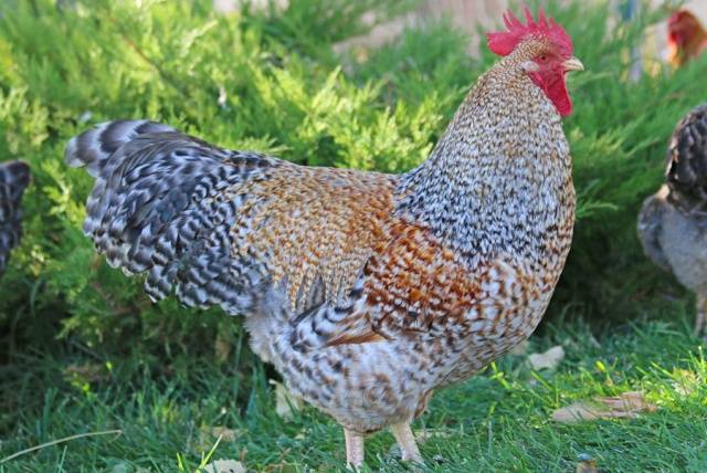 Bielefelder chicken breed: maintenance and care