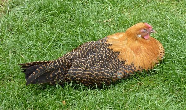 Bielefelder chicken breed: maintenance and care