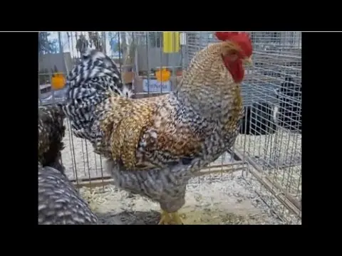 Bielefelder chicken breed: maintenance and care