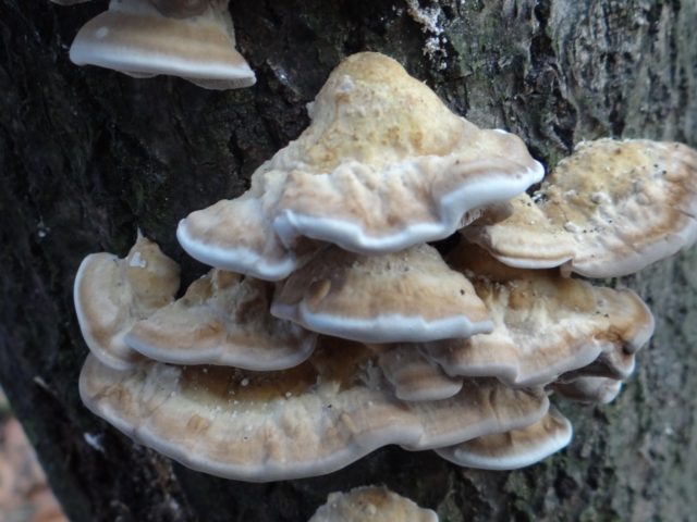 Bierkander smoky (Tinder fungus smoky): photo and description, impact on trees