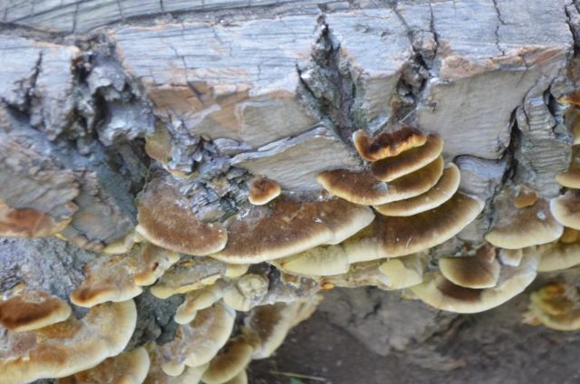 Bierkander smoky (Tinder fungus smoky): photo and description, impact on trees