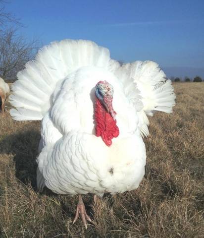 Big 6 breed turkeys: characteristics, breeding 