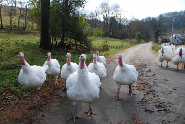 Big 6 breed turkeys: characteristics, breeding 