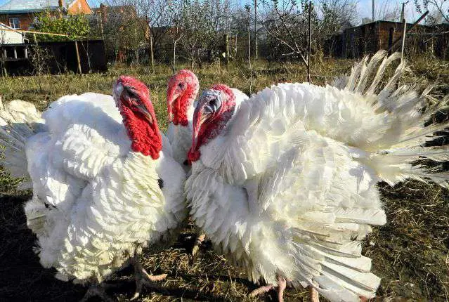 Big 6 breed turkeys: characteristics, breeding 