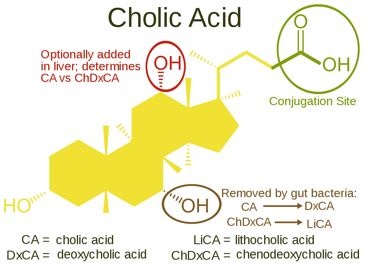 Bile acids