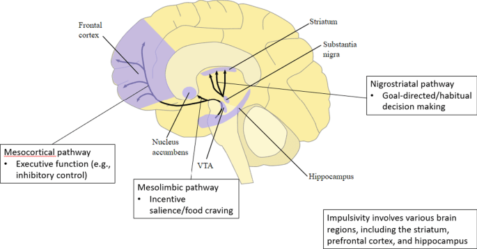 Binge eating related to neurotransmitter levels