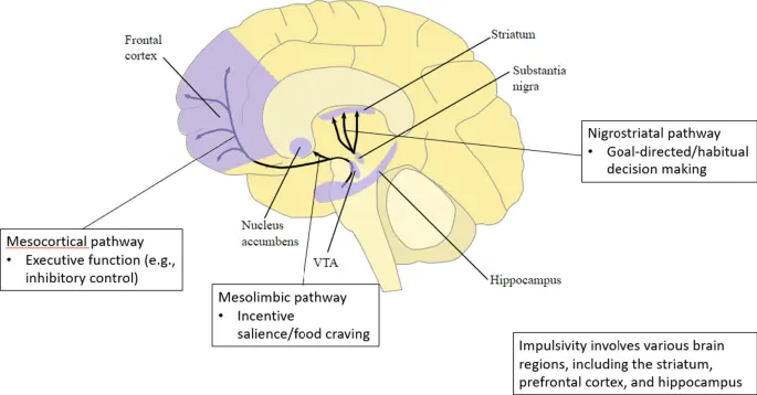 Binge eating related to neurotransmitter levels