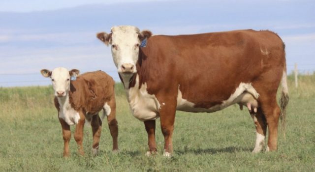 Biological and economic features of cattle