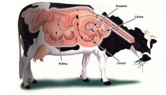 Biological and economic features of cattle